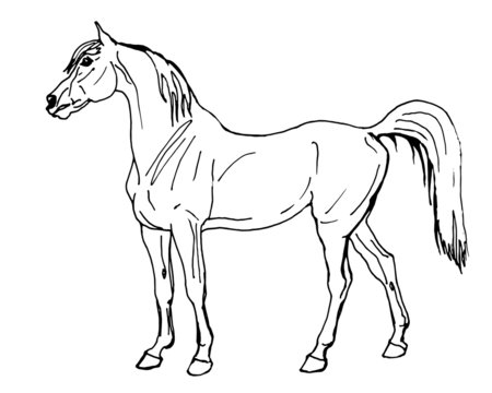 horse, outline drawing, sketch, vector isolated monochrome image on white background