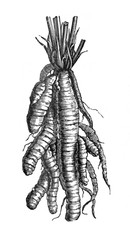 Skirret (Sium sisarum)  - Antique engraved illustration from Brockhaus Konversations-Lexikon 1908