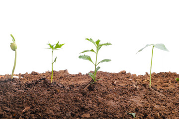 Green sprout growing out from soil isolated on white background