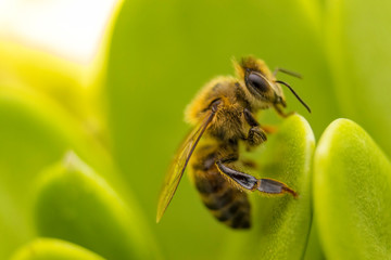Bee