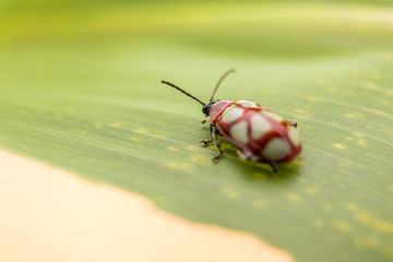 Ladybug