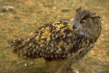 primo piano di gufo reale (Bubo bubo)