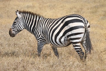 Fototapeta na wymiar The plains zebra (Equus quagga), also known as the common zebra, is the most common and geographically widespread species of zebra.