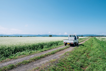 そば畑と軽トラック