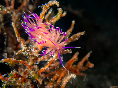 Redline flabelina (Coryphellina rubrolineata) nudibranch or sea slug near Anilao, Batangas, Philippines. Marine life and underwater photography.