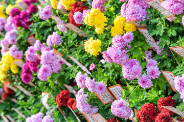 Wonderful bright chrysanthemums at Jogyesa Temple in Seoul