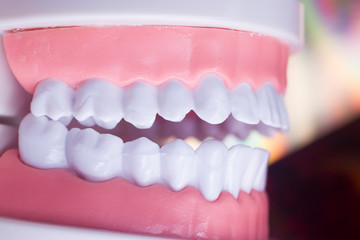 Dentist teeth teaching dental model