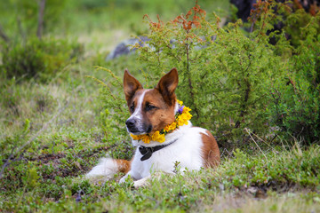 Dog with a necklace of yellow flowers