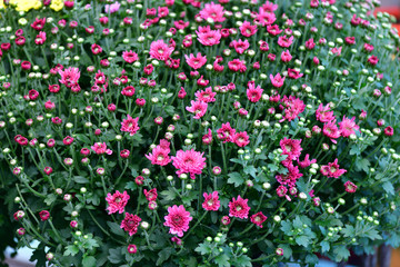 Pink chrysanthemums in a large pot in one garden center in Prague, Czech Republic.