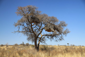 olbrzymie gniazda na gałęziach afrykańskich drzew - obrazy, fototapety, plakaty
