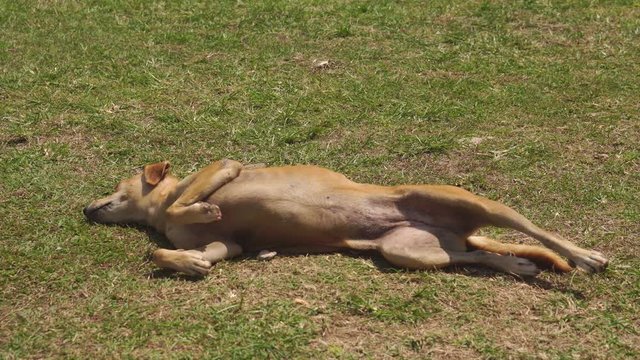 Red cur dog wallows on a grass and swings at hot summer day (4K, 25fps)
