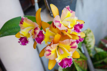 Beautiful yellow orchid flowers closeup