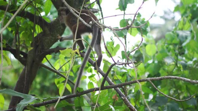 Young toque macaque sits on a branches of a tree in jungle of Sri Lanka and eats (4K, 25fps)