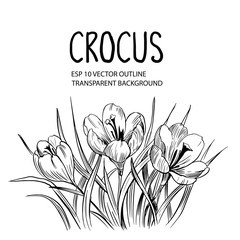 Spring flowers. Crocus. Hand drawn outline converted to vector. Transparen tbackground
