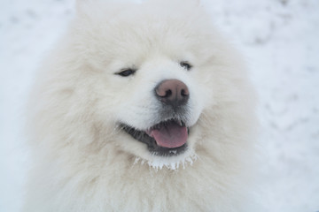 Fluffy white dog smiles. Samoyed. portrait.