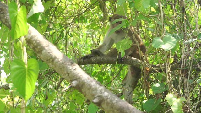 Wild male toque macaque sits on a tree and itches in jungle of Sri Lanka (4K, 25fps)