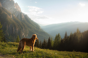 dog in the mountains. Nova Scotia Duck Tolling Retriever in the journey. A trip with a pet. Animal...