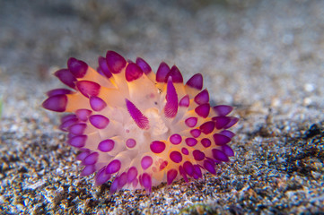 Janolus nudibranch or sea slug near Anilao, Batangas, Philippines. Marine life and underwater photography.