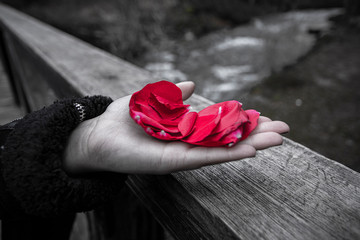 mano sosteniendo unos petalos de rosa