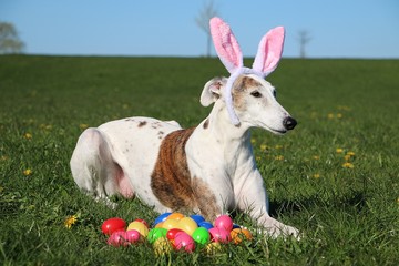 beautiful galgo is lying in the garden with funny bunny ears on the head and colorful easter eggs...