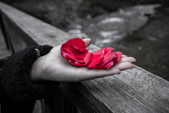 mano sosteniendo unos petalos de rosa