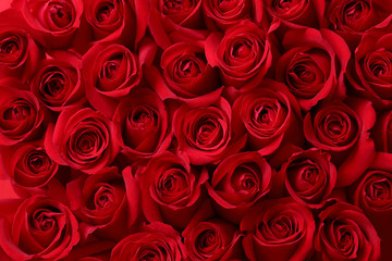赤い薔薇の背景素材