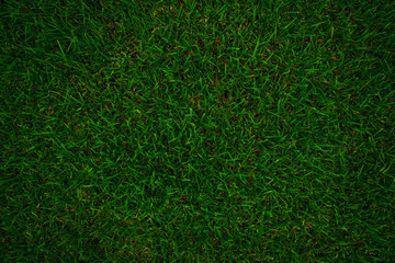 green grass in the lawn textured for background