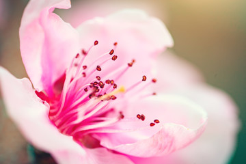 Pink flowers blooming peach tree at spring. Spring blooming, Abstract background. Banner. Selective focus.