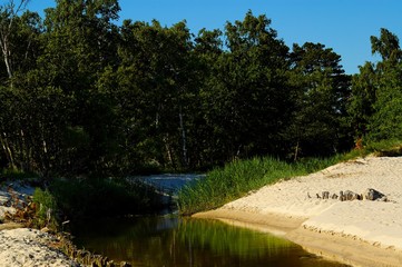 Fototapeta na wymiar summer landscape with a river flowing through the forest with a sandy shore