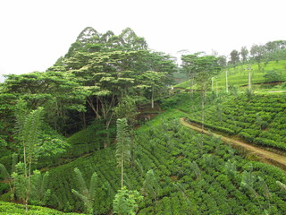 The tea plantation, Nuwara Eliya, Sri Lanka