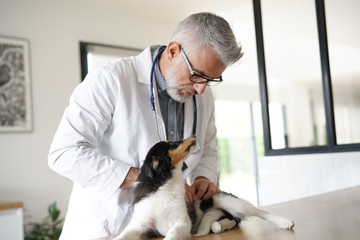 Veterinary examining puppy dog