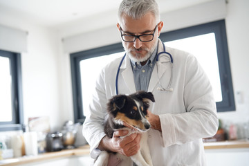 Veterinary examining puppy dog