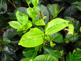 Fototapeta na wymiar The tea plantation, Nuwara Eliya, Sri Lanka