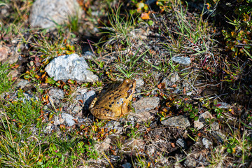 frog in grass