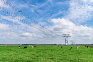 Fototapeta na wymiar Spring landscape with grazing cows in a green meadow against a bright blue sky and skyline. High-voltage transmission line with an electric tower in the countryside natural landscape, selective focus.