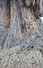  interesting bark of a tree in close-up creating the original texture