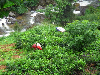The woman on the tea plantation, Nuwara Eliya, Sri Lanka