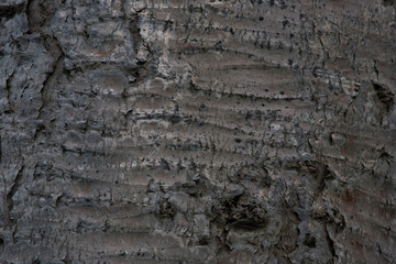  interesting bark of a tree in close-up creating the original texture