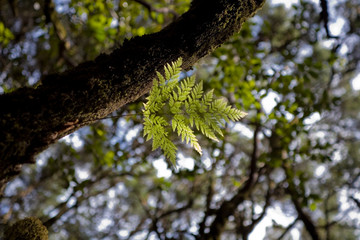 original tertiary forest on the Spanish on the Canary island of La Gomera