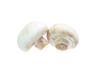 Mushroom champignon isolated on white background