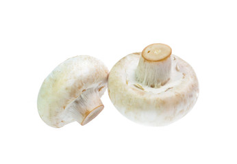 Mushroom champignon isolated on white background