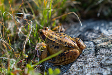frog in the grass