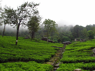 Fototapeta na wymiar The tea plantation, Nuwara Eliya, Sri Lanka