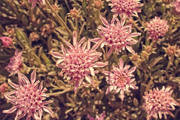 l interesting original flower in close-up forming the background on the Spanish island of Tenryfa...