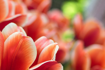 Abstract background of red tulip petals. Selective focus, blurred background. Copy space.