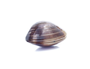 enamel venus shell on a white background