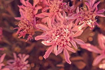 l interesting original flower in close-up forming the background on the Spanish island of Tenryfa...