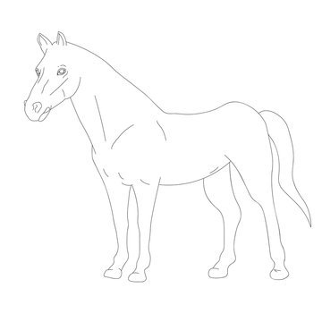 shilhouette horse vector ilustration black and white colour design isolated on white background Wild animal Vector card with hand drawn Ink drawing, minimalism, line art