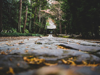 stream in the forest