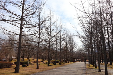 冬の銀杏並木と青空の背景